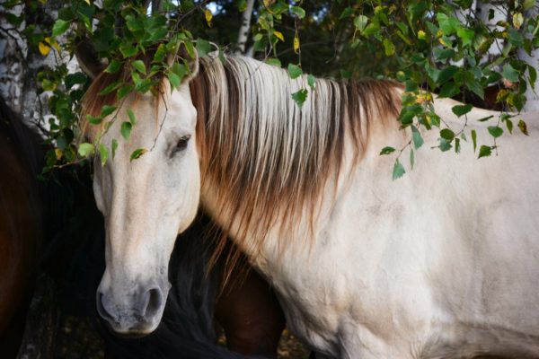 «Сухов Ключ» Кага конная туристическая база