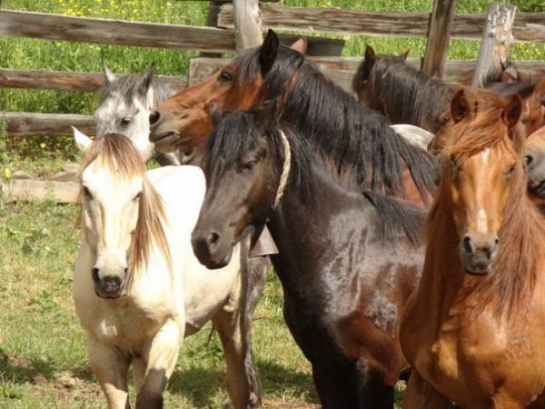 «Сухов Ключ» Кага конная туристическая база